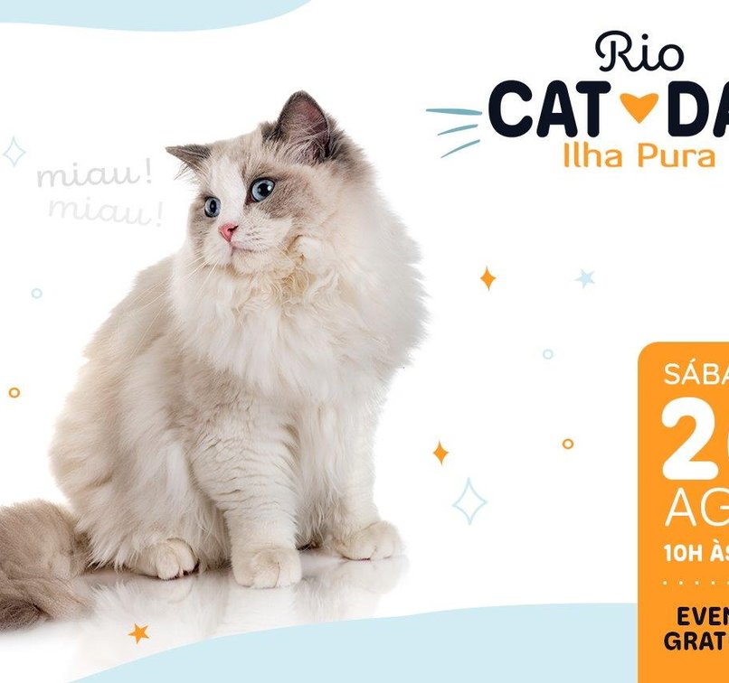Rio Cat Day Ilha Pura: exposição reúne 12 raças de gatos